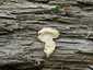 Hamis pöfeteg (Reticularia lycoperdon), Duna-part